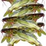 টেংরা মাছ ছোট500 gm